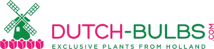 Dutch-Bulbs.com